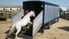 Transporte de caballos